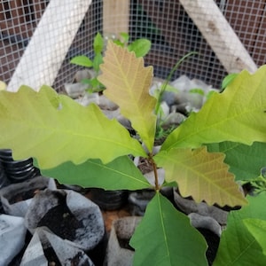 Oak seedlings, hardwood ornamental tree