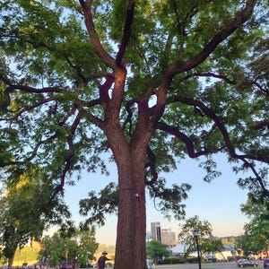 Puede incluir: Un árbol grande y maduro con un tronco grueso y muchas ramas. El árbol está en plena hoja y las hojas son de un color verde oscuro. El árbol proyecta una sombra en el suelo. Una persona está de pie cerca de la base del árbol.