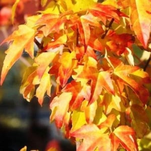 Puede incluir: Primer plano de una rama de arce con follaje otoñal vibrante. Las hojas son una mezcla de amarillo, naranja y rojo, creando una hermosa exhibición otoñal.