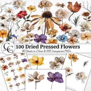 100 Getrocknete Gepresste Blumen Bilder, Herbstfarben, Dekorative Blumen Ausschnitte, Botanische Fussy Schnitt Transparente PNG Bundle, druckbare Collage