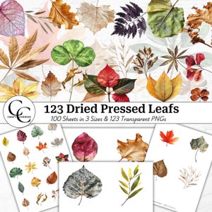 123 imágenes de hojas prensadas secas, recortes de hojas de flores decorativas, paquete PNG transparente con cortes botánicos, collage de manualidades de papel imprimible, CU