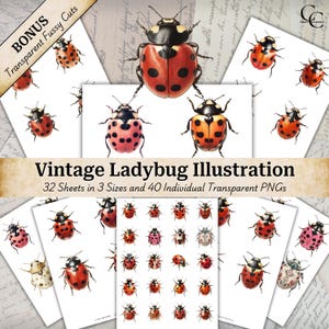 40 illustrazioni vintage di coccinelle, arte di coccinelle, clipart di insetti di coccinelle, fogli di insetti di coccinelle, taglio approssimativo, bundle di collage PNG trasparenti, CU