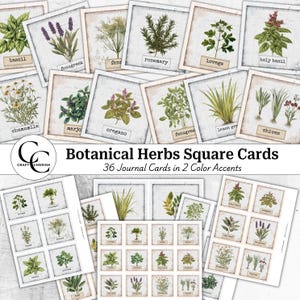 Schede quadrate di erbe botaniche, vecchia illustrazione di erbe botaniche, etichetta artistica stampabile vintage, stampa ATC, diario spazzatura, fogli di effimeri erbe
