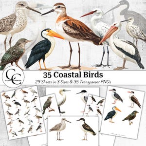 35 images transparentes d'oiseaux côtiers, feuilles de collage, PNG transparent coupe soignée, collage Papercraft à imprimer, journal indésirable, scrapbooking