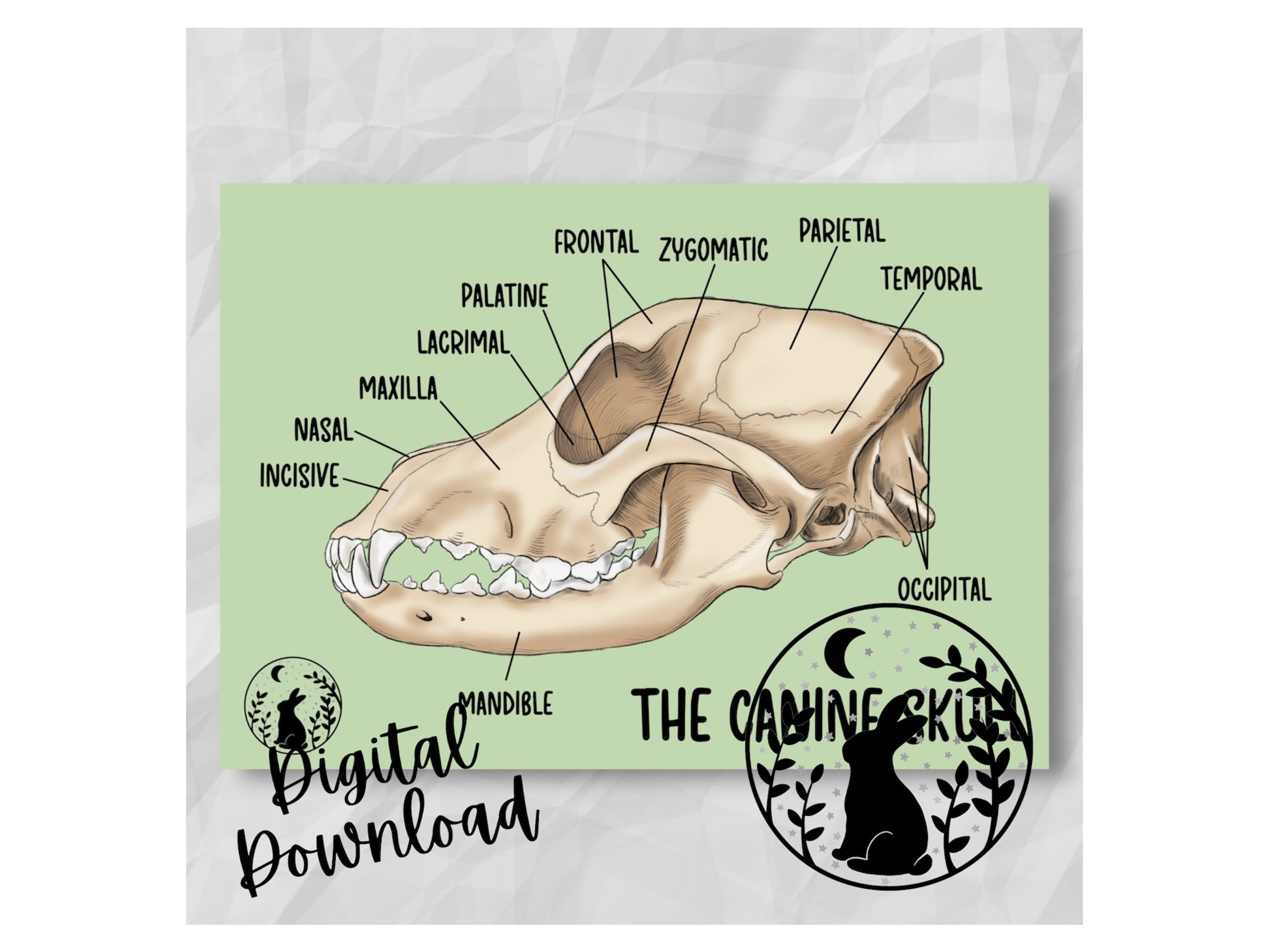 The Canine Skull Digital Download Printable Student Veterinary Nurse Revision