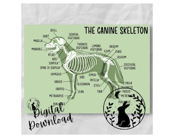 The Canine Skeleton Digital Download Printable Student Veterinary Nurse Revision