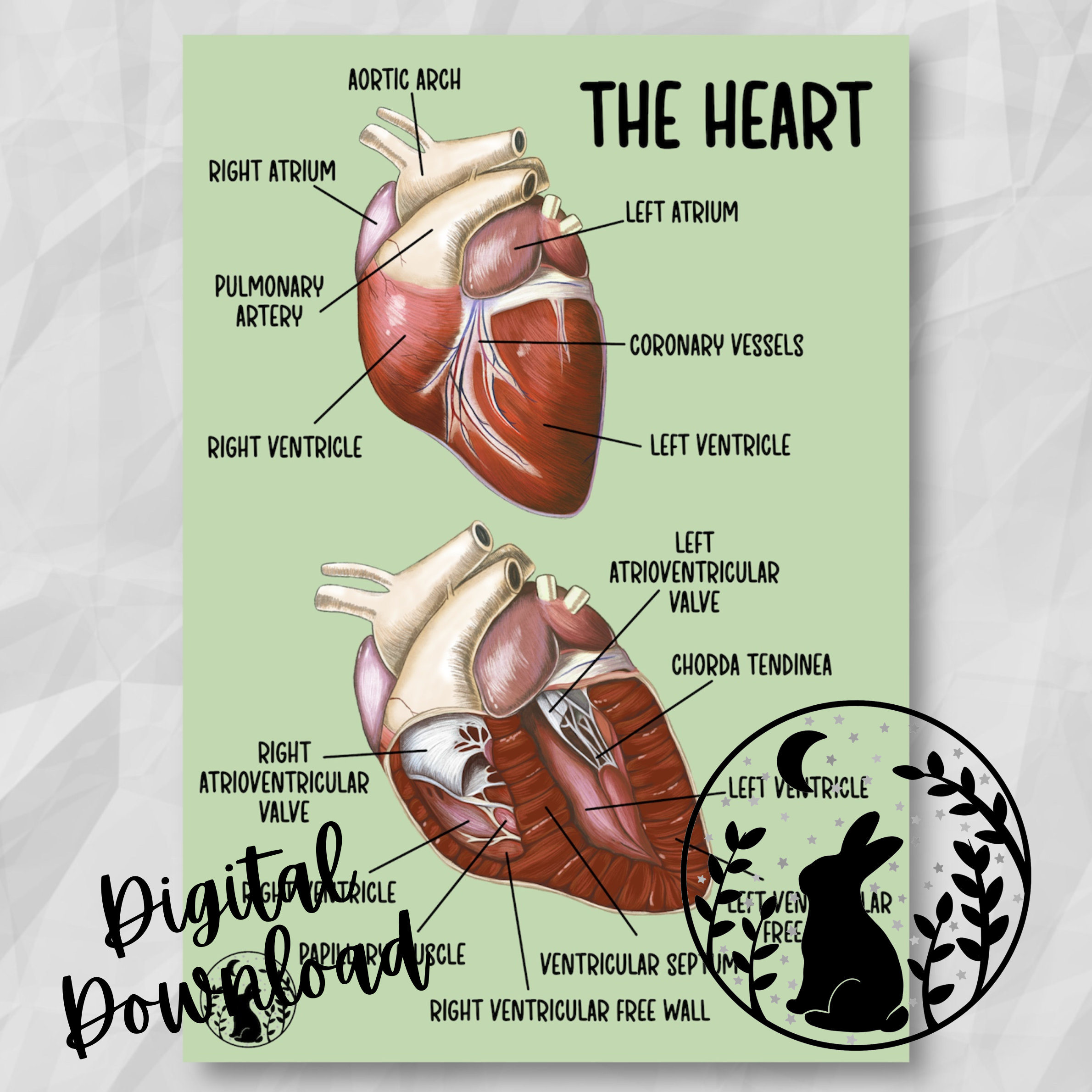 The Heart Anatomy Veterinary Revision Digital Download Printable