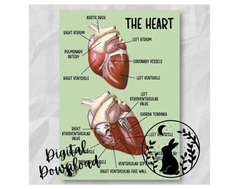The Heart Anatomy Veterinary Revision Digital Download Printable Student Veterinary Nurse