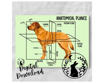 Veterinary Anatomical Planes Printable Digital Download SVN  Student Veterinary Nurse
