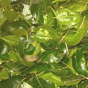 Live Oak Leaves: Bioactive Vivarium Substrate, Reptile Habitat