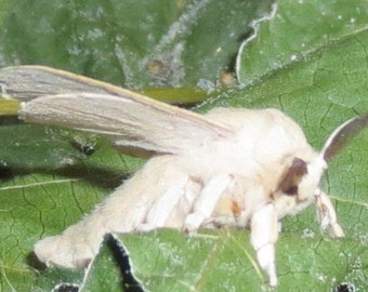 Bombyx Mori Etsy