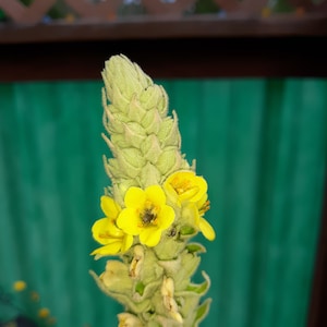 Mullien herb flower plant seeds beautiful wild spaces