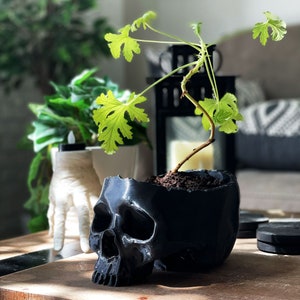 Peut inclure: Un pot de fleurs en forme de crâne noir avec une plante verte qui pousse à l'intérieur. La plante a de petites feuilles vert clair.
