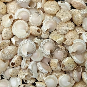 Button Snail Shells, Natural Cream & Pink, 4-7 mm, 75 or 125 Shells