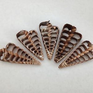 May include: Five brown and white spiral seashell cross-sections arranged in a fan shape. Each shell piece features a series of open, arched chambers along its length, revealing the internal structure of the conical marine gastropod shells.
