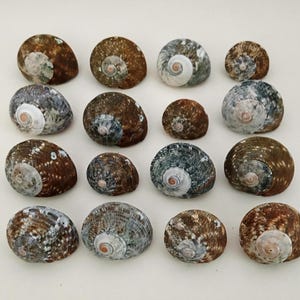 May include: A collection of sixteen sea snail shells arranged in a four-by-four grid. The shells feature mottled patterns in shades of brown, gray, and white, with distinct spiral centers and rounded, dome-like shapes of varying sizes.