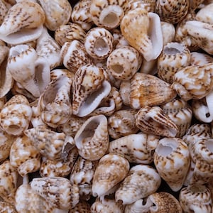 May include: A collection of small, cone-shaped sea shells featuring a cream-colored base with intricate brown mottled patterns and spots. Each shell has a smooth, white interior opening and a spiral structure, creating a dense, textured arrangement.