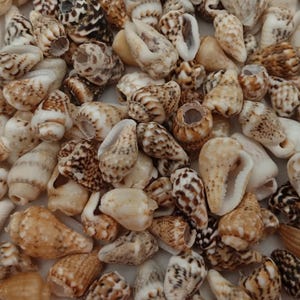 May include: A collection of small, spiraled sea shells in various shades of white, cream, tan, and dark brown. The shells feature intricate patterns including spots, stripes, and mottled textures, with visible openings and pointed tips.