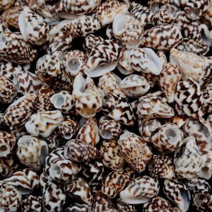 May include: A collection of small, spiraled sea shells featuring a distinct pattern of dark brown and black spots and zig-zag markings against a creamy white background. Each shell has a smooth, glossy texture and a hollow, open aperture.
