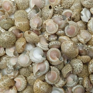 May include: A collection of small, round sea shells featuring a mottled brown and tan speckled pattern on the exterior. Each shell has a smooth, pale pink to white interior surface with a visible spiral opening, creating a textured, organic display.
