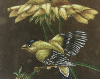 Gold Finch & Sunflowers on Suede Board Colored Pencil Free Shipping