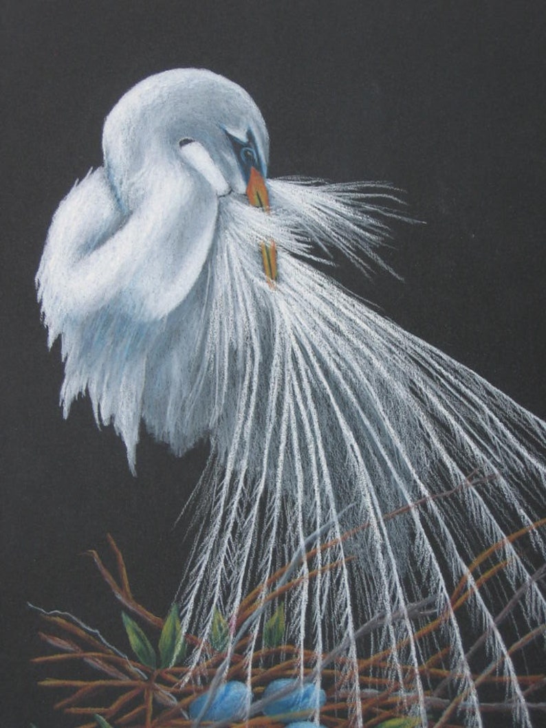 White Egret Bird Colored Pencil