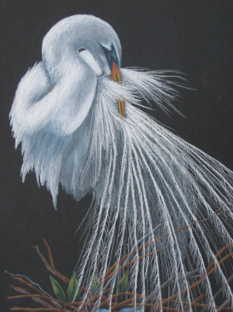 White Egret Bird Colored Pencil