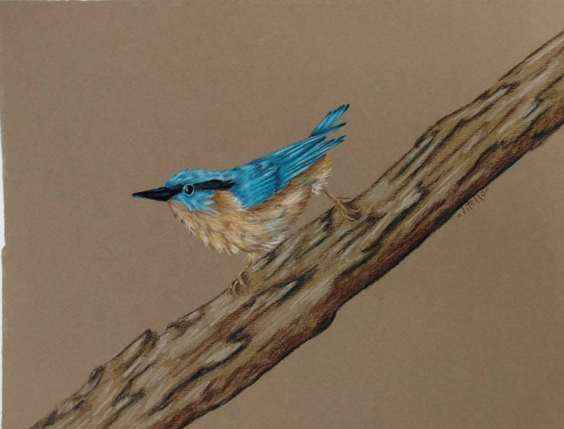 Bird Nuthatch Colored Pencil image 0