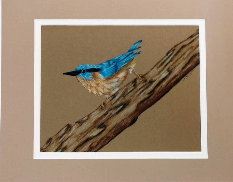 Bird Nuthatch Colored Pencil image 1