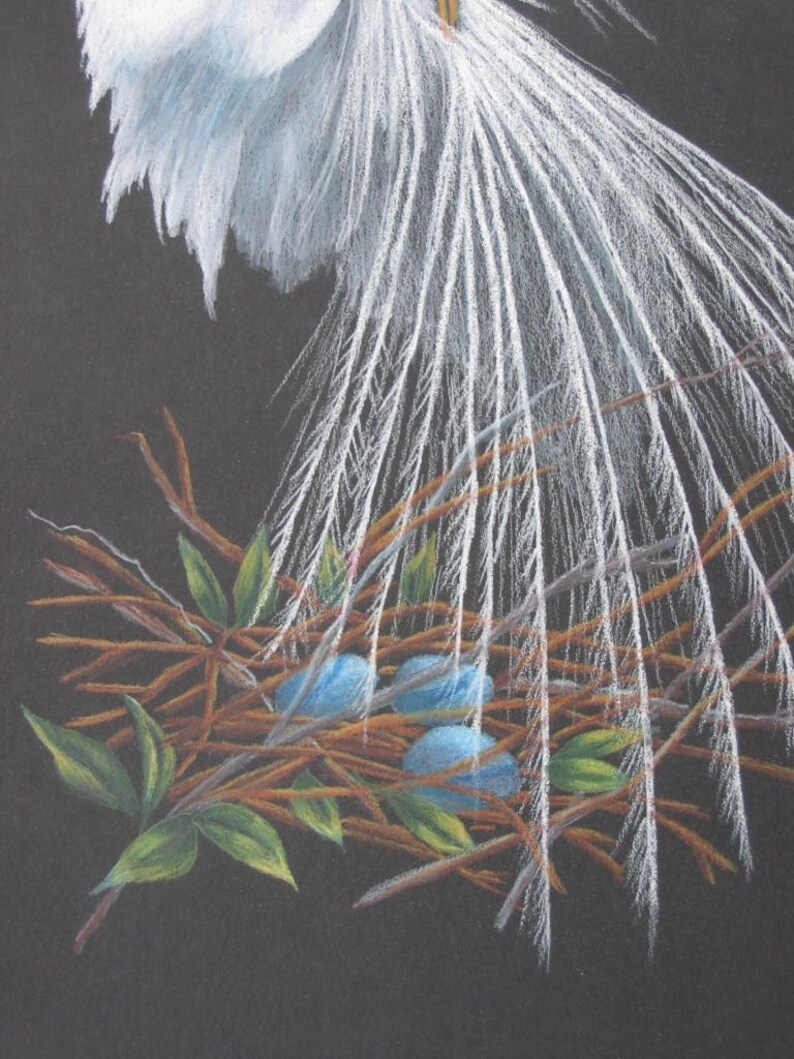 White Egret Bird Colored Pencil