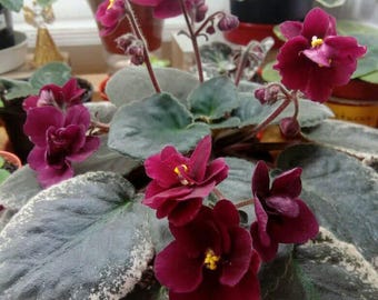 Heinz's Sentimental - 2 LEAVES - Standard African Violet