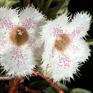 Alsobia "Cygnet" - PLANTE - Gesneriad