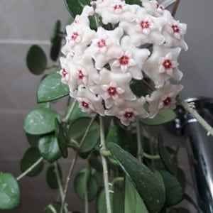 Hoya 'Mathilde' - PLANTE