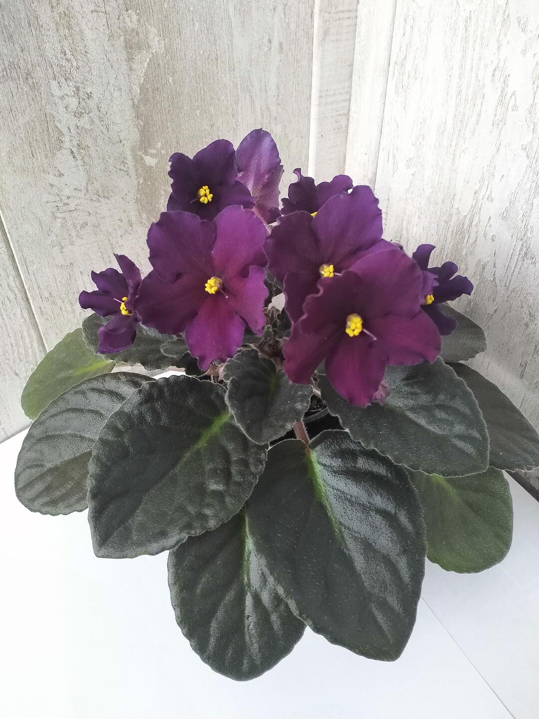 Taboo - PLANT - Standard African Violet - Etsy Canada