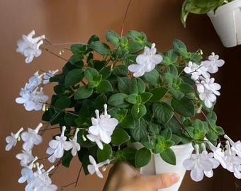 Streptocarpella " Snow Flurry" - PLANT - Gesneriad