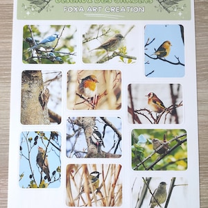 Foglio con diversi adesivi fotografici lucidi e brillanti per uccelli da giardino, carta autoadesiva
