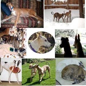 De nombreuses cartes de notes de chien Greyhound Moods III