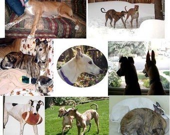 Può includere: Un collage di immagini con diversi levrieri in ambientazioni diverse. Alcuni cani sono sdraiati sui mobili, mentre altri giocano nella neve o guardano fuori dalla finestra. Un cane tiene persino un pallone da calcio.