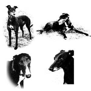 Jeu de 4 cartes de correspondance avec enveloppe Black Beauties, lévrier et chien