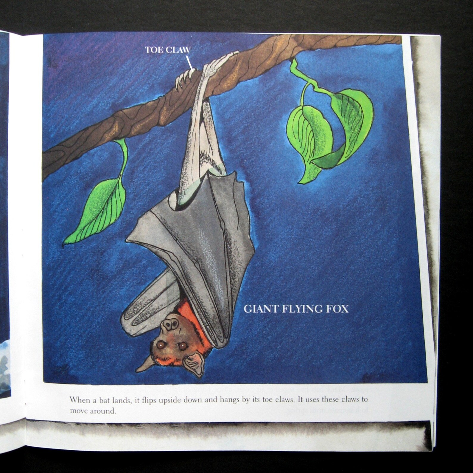 Vintage Book Bats by Gail Gibbons 1999 Children's Etsy