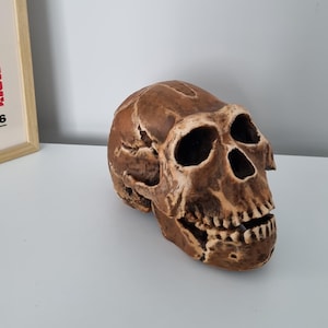 Puede incluir: Un modelo realista de cráneo de primate en color marrón y con textura, que presenta arcos superciliares prominentes, cuencas oculares profundas y una mandíbula definida con dientes visibles. La superficie tiene un aspecto envejecido.