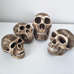 May include: Four decorative human skull replicas with a weathered, aged appearance. The skulls are primarily brown with off-white accents, showcasing detailed facial features. They are arranged on a white surface, creating a stark contrast.