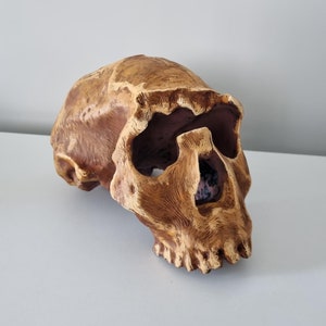 3D Printed Ergaster Skull Replica | Hand-Painted | Unique Decor, Educational Model, or Gift