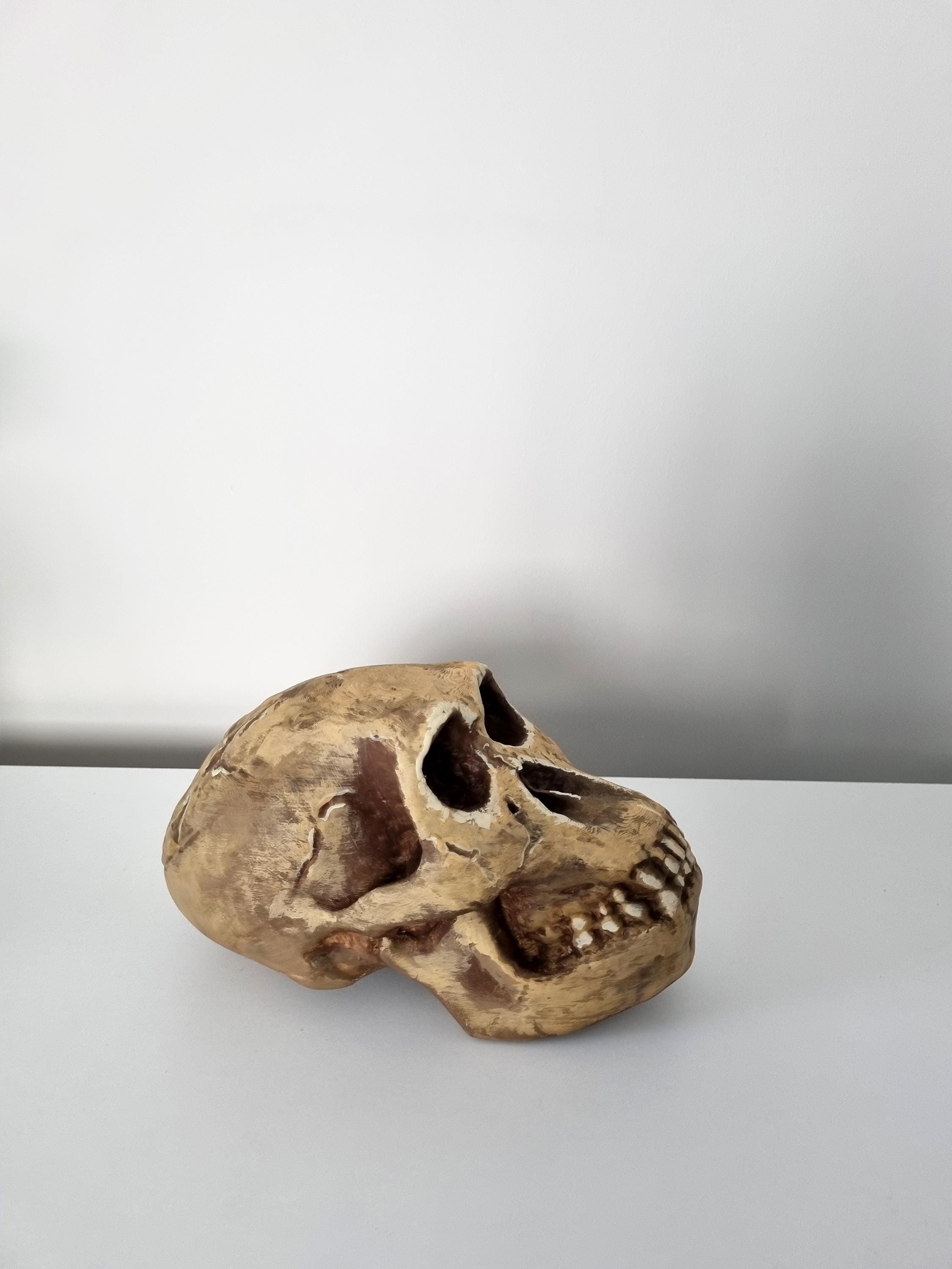 ホモハビリス頭骨模型 3Dプリントされたホモ・ハビリスの頭蓋骨レプリカ - リアルな化石