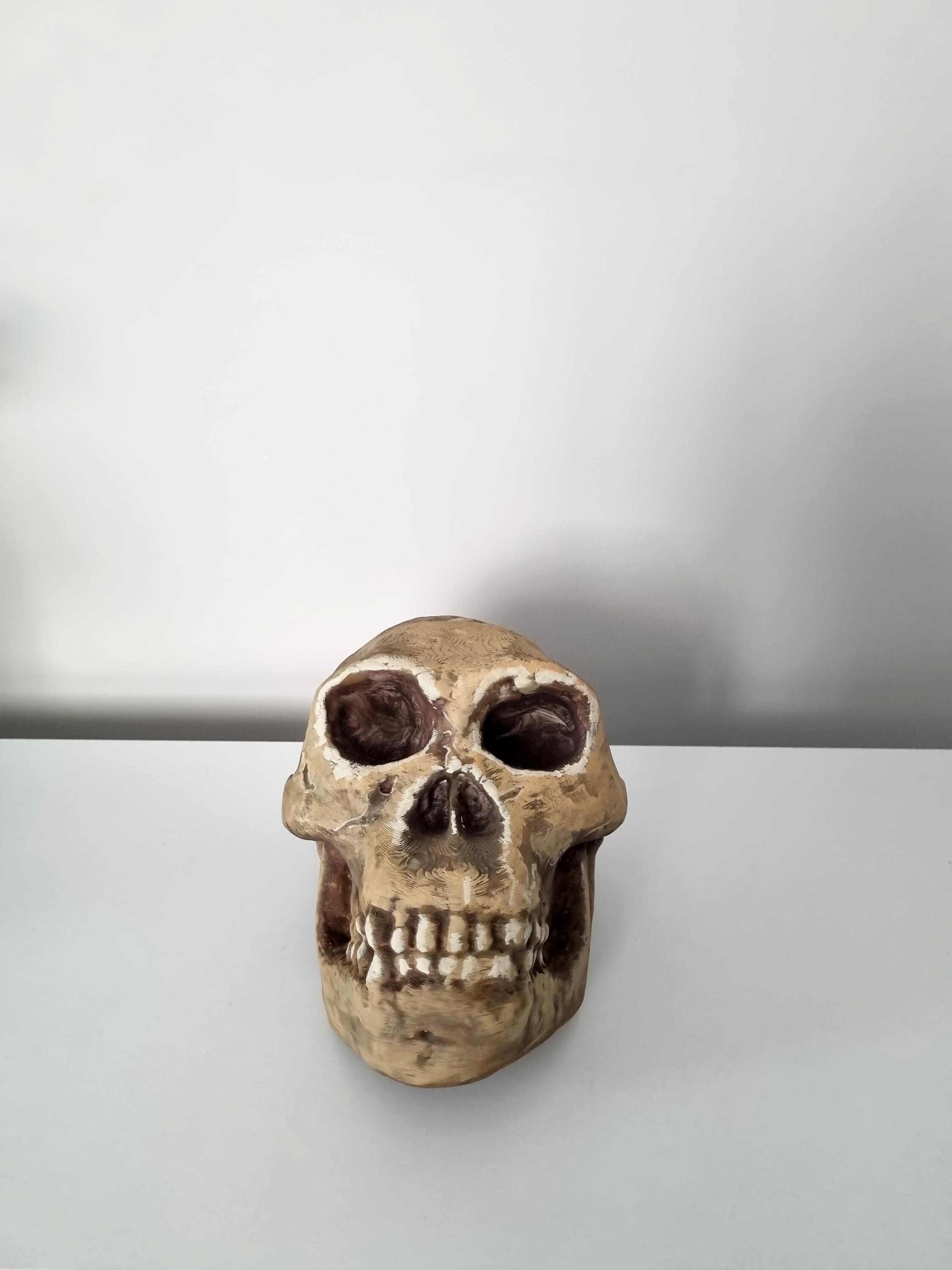 ホモハビリス頭骨模型 3Dプリントされたホモ・ハビリスの頭蓋骨レプリカ - リアルな化石