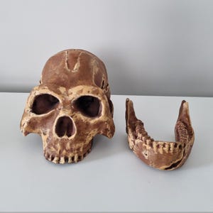3D Printed Homo Naledi Skull Replica | Hand-Painted, 2-Piece Reconstruction | Unique Decor, Educational Model, or Gift