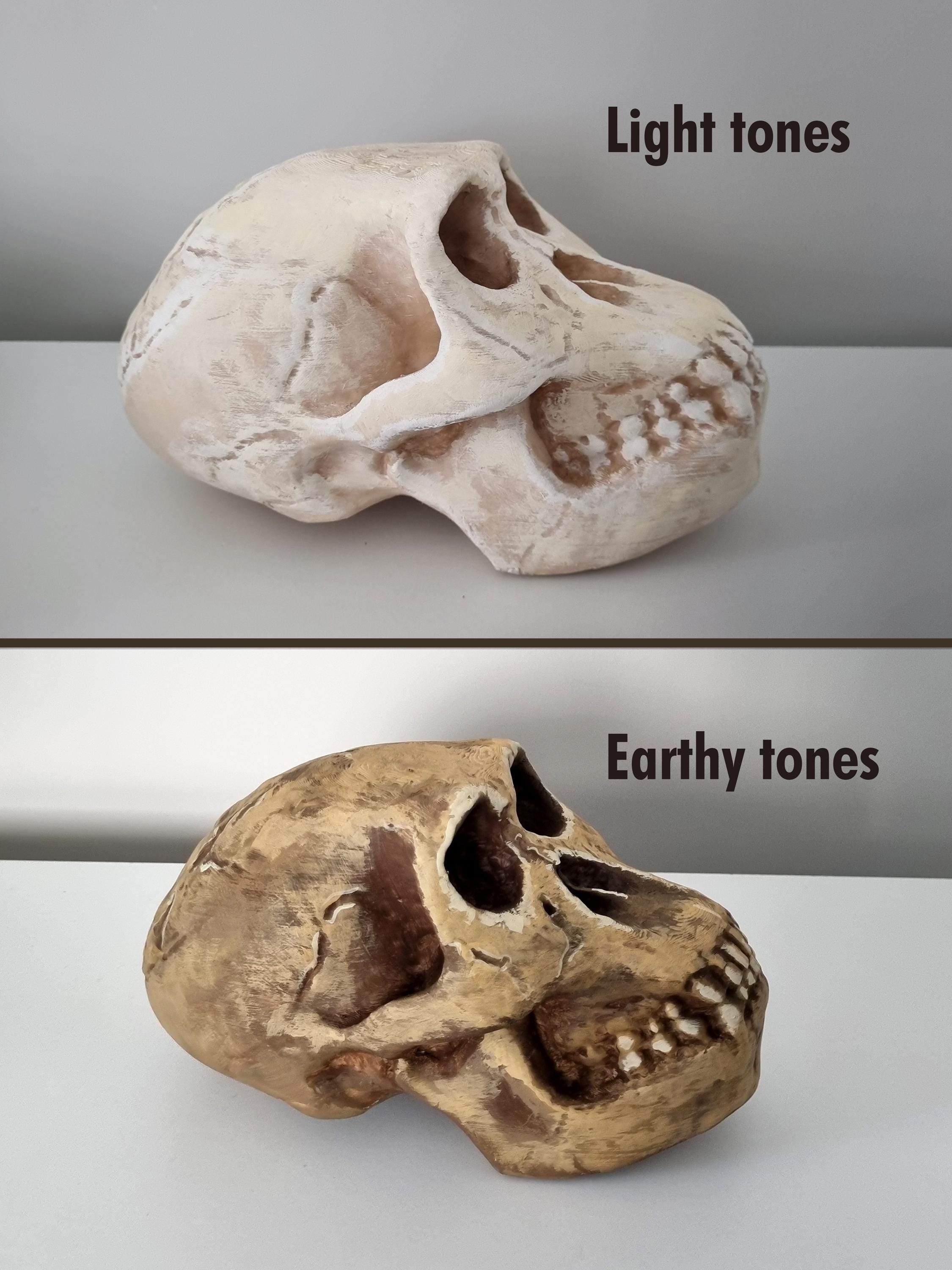 ホモハビリス頭骨模型 il_1080xN.6856845061_ieof.jpg