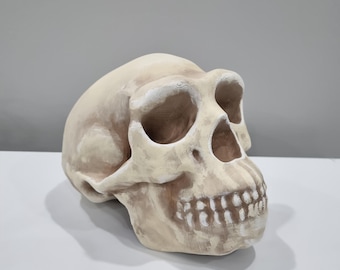 3D Printed Homo Erectus Skull Replica - Realistic Fossil, Educational Display, Paleoanthropology Decor