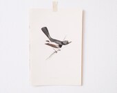 Antique Bird Book Plate- original, spring