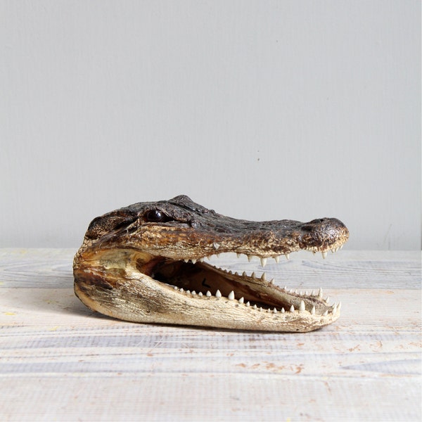 Vintage Alligator Head Taxidermy